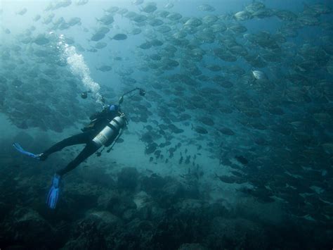 Best Diving Experience in Galapagos Islands 2024 - Rove.me