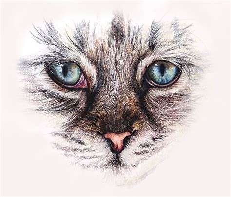 How to Draw Cat Eyes with Colored Pencils