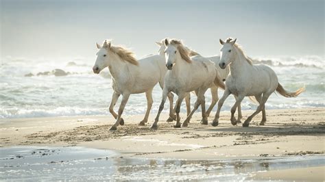 Cute White Horses Are Running On Beach Sand 4K HD Animals Wallpapers ...