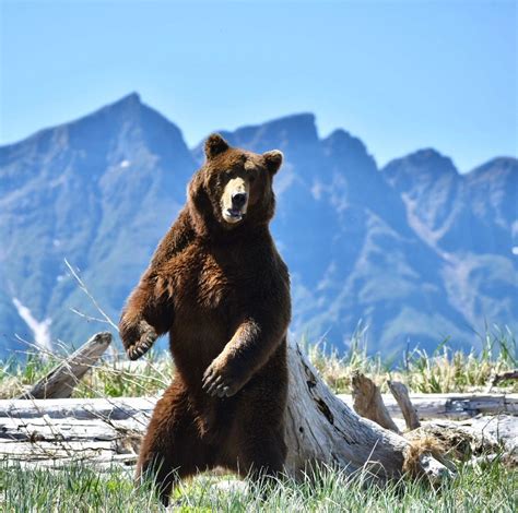 Bear Viewing Tours - Kodiak Island Expeditions