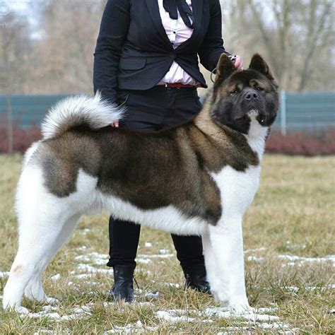 American Akita - Temperament, Lifespan, Shedding, Puppy