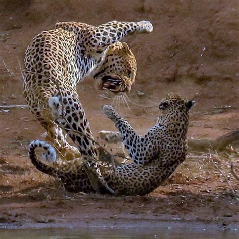 Pin by Alma on Animales, naturaleza | Animals, African animals, Wild cats