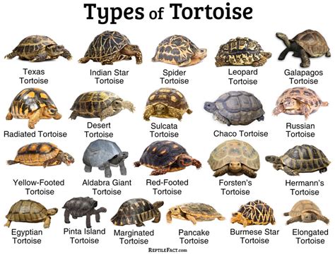 Tortoises: Facts and List of Types With Pictures