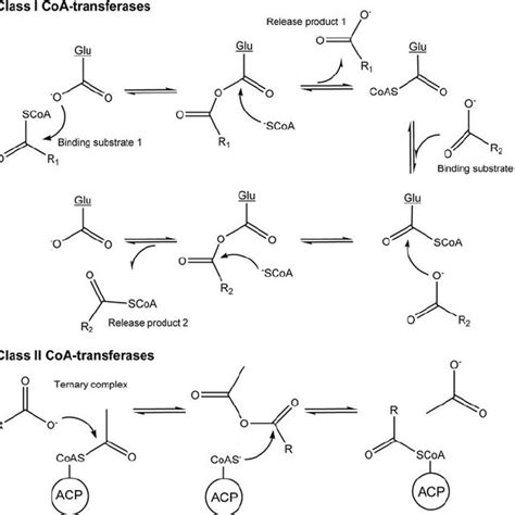 (PDF) Reinvestigation of the Catalytic Mechanism of Formyl-CoA ...