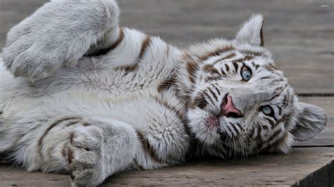 White Tiger cub o wooden floor wallpaper - Animal wallpapers - #50683