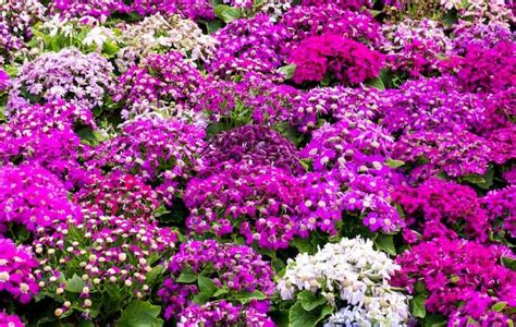 Ultimate Guide to Grow and Care Cineraria Plant: Information and Tips ...