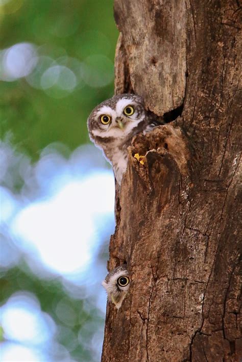 Birds and Nature: Common Birds of Koramangala, Karnataka | Common birds ...