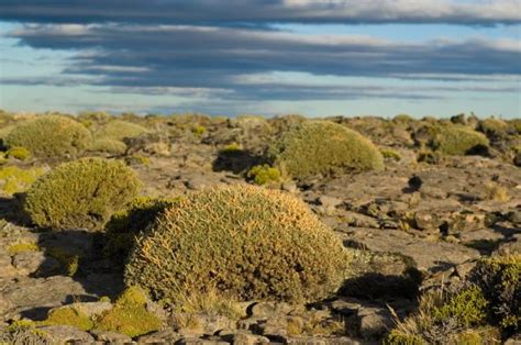 Estepa: qué es, clima, flora y fauna - Resumen