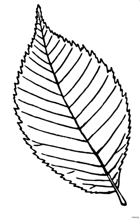 leaves black and white clipart 10 free Cliparts | Download images on ...