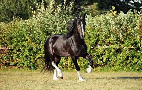 Shire Horse Breed Guide: Characteristics, Health, & Nutrition | Mad Barn