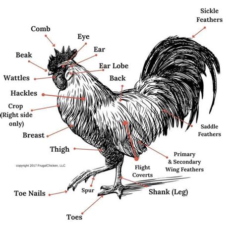 Chicken Anatomy 101