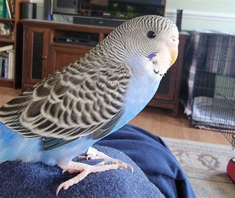 New budgie 4 days ago, and she(?) will only eat millet. She has a mix ...