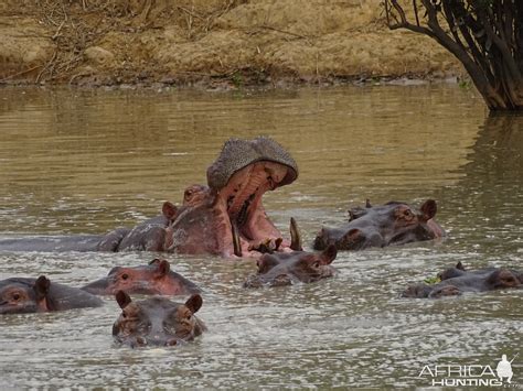 Hippo Benin WIldlife | AfricaHunting.com