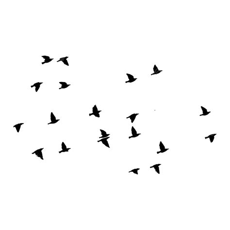 Black Flying Birds, Birds, Black Birds, Bird PNG and Vector with ...