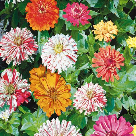 Zinnia Seeds, Candy Cane – McKenzie Seeds