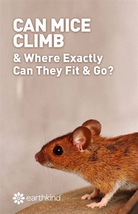 Can Mice Climb or Jump & Where Can They Fit? | EarthKind | Mice ...