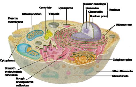 Cell Biology – Cells, Tissues, Organs & Systems | Human cell structure ...