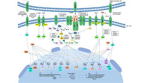 Th1 and Th2 cell differentiation - Cusabio