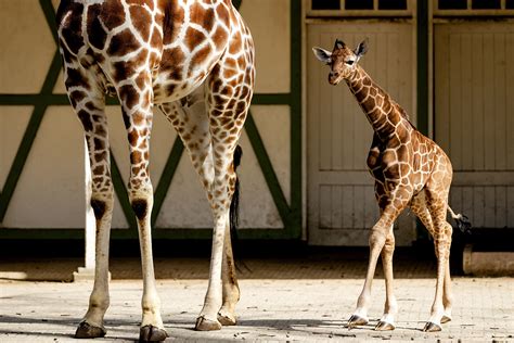 Giraffes Inherit Spot Patterns From Their Mamas, Study Says | NCPR News