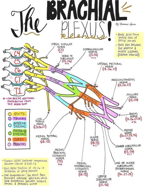 Nerve Drawings // The Brachial Plexus and its Course through the Upper ...