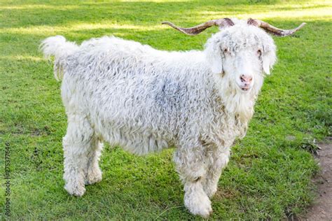 The Angora goat is a breed of domesticated goat, historically known as ...