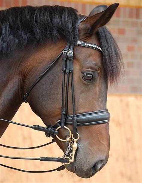 Dressage Double Bridles Archives - Butet Saddles, Dyon Equestrian, GPA ...