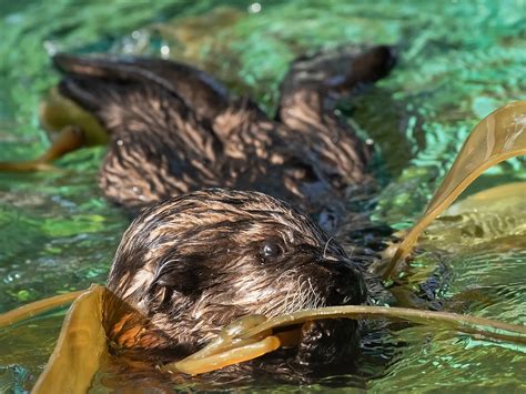 Rescued Sea Otter Pup Arrives at the Aquarium | Aquarium News ...