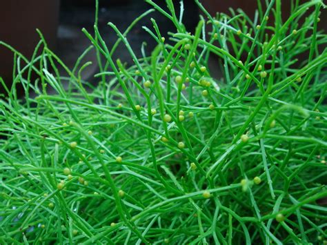 Psilotum nudum (L.) Palisot de Beauvois