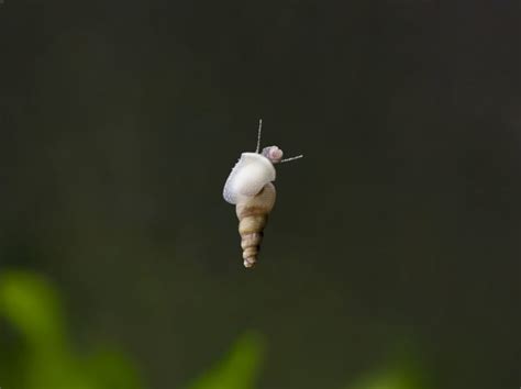 Malaysian Trumpet Snail 101: Detailed Info & Care Tips