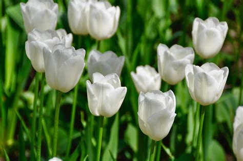 White Flowers for Your Garden