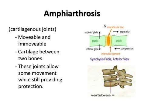 Amphiarthrosis Definition Anatomy - Anatomical Charts & Posters