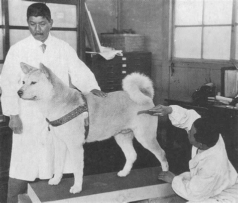 The True Story Of Hachiko, History's Most Devoted Dog