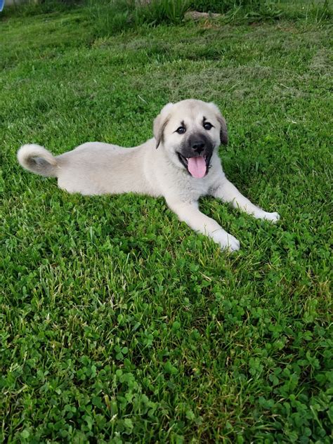 Anatolian Shepherd Mix