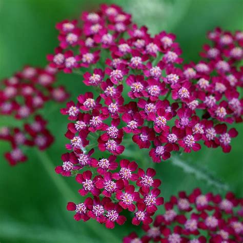 Buy yarrow Achillea 'Summerwine': Delivery by Waitrose Garden in ...