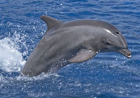 Can Dolphins Be Pets? - nickiy.com