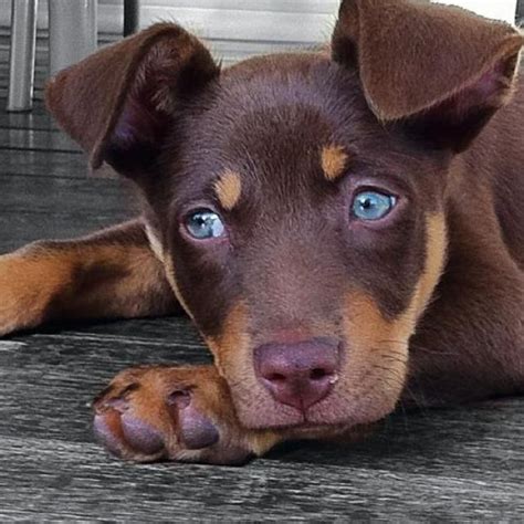 29 best Kelpie (Australian Kelpie) puppies images on Pinterest | Dog ...