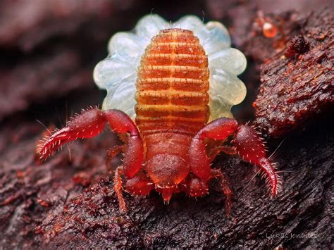 Panarthropoda.de - General - Pseudoscorpions