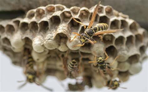 Paper Wasp Nest Removal | ABC Humane Wildlife Control and Prevention