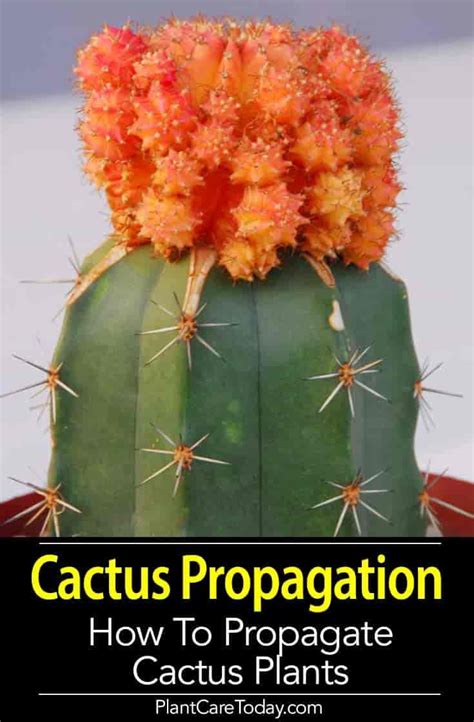 Cactus Propagation: How To Propagate Cactus Plants and Cactus Pups ...