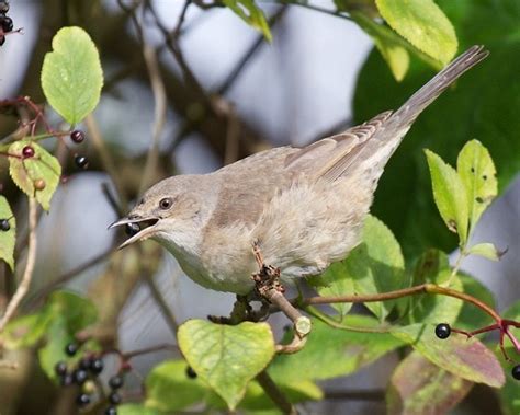 Focus on: early autumn passerine migration - BirdGuides