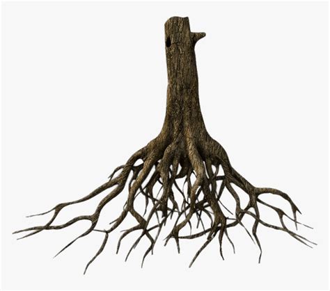 Transparent Tree Of Roots - Tree Roots Png, Png Download - kindpng