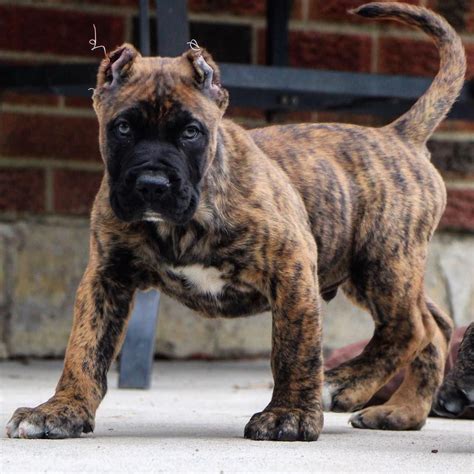 My puppies 💯🖤💯🖤💯 Bloodline on The rise 🙌🏽 @torontopresa #presacanario # ...