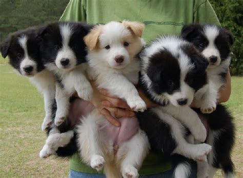 Border Collie Dog Breed Information, Images, Characteristics, Health