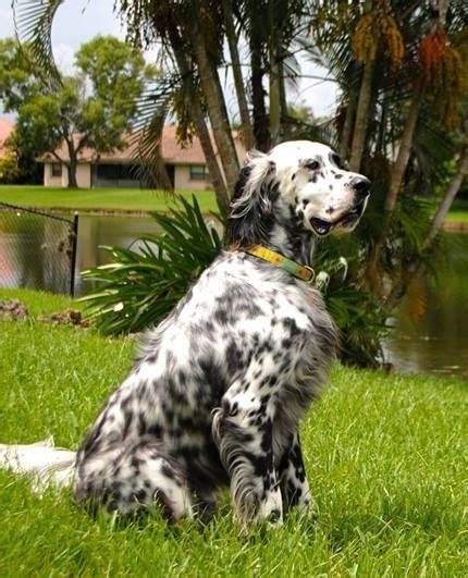 possible color patterns in the english setter