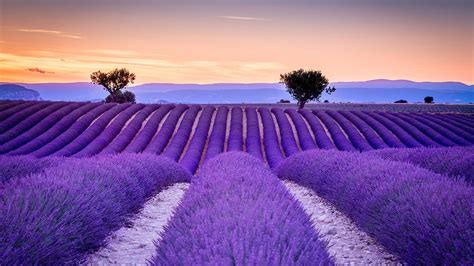 4K, France, Provence, Fields, Roads, Trees, HD Wallpaper | Rare Gallery