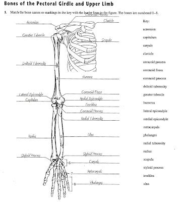 Senior Class AP Help Guides: Physiology -Worksheet- Bones of the ...