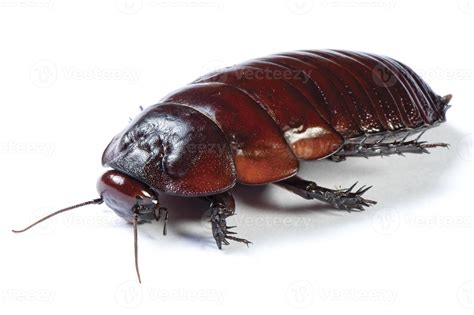 Australian giant burrowing cockroach on white background 847761 Stock ...