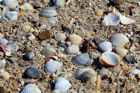 A Guide to Captiva and Sanibel Island Shelling - Edison Beach House