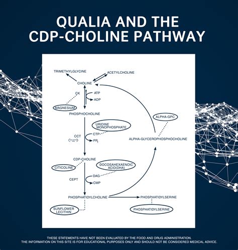 What is Acetylcholine? An Exploration of the Cholinergic system ...