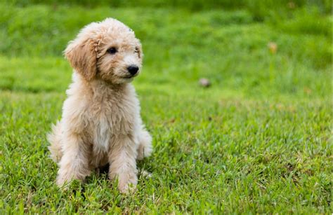 16 surprising and useful facts about Mini Goldendoodle Puppies - Wagbrag